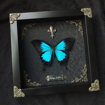 Rebel Butterfly Specimens Photo Frame