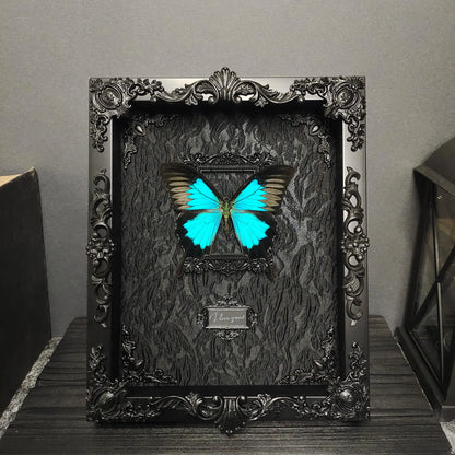 Rebel Butterfly Specimens Photo Frame